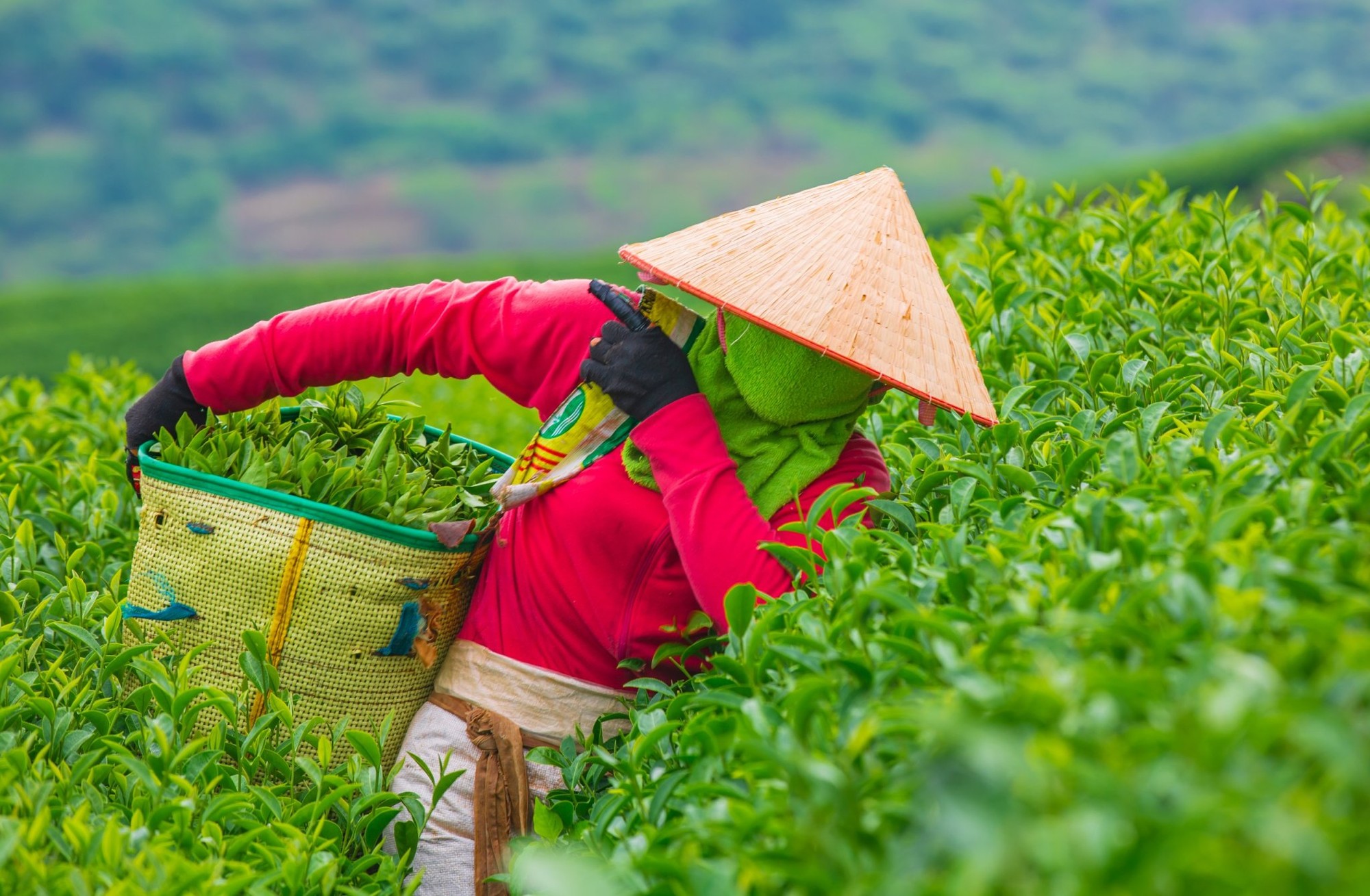 Ngoài mang lại hiệu quả về du lịch, hàng năm, huyện tổ chức "Ngày hội trà trên cao nguyên Mộc Châu", vừa là dịp giới thiệu, quảng bá sản phẩm trà Mộc Châu, vừa tôn vinh, tạo cơ hội để những người sản xuất, 55win.com - Trang Cược Uy Tín Cao Nhất 2025 chè được giao lưu, học hỏi.