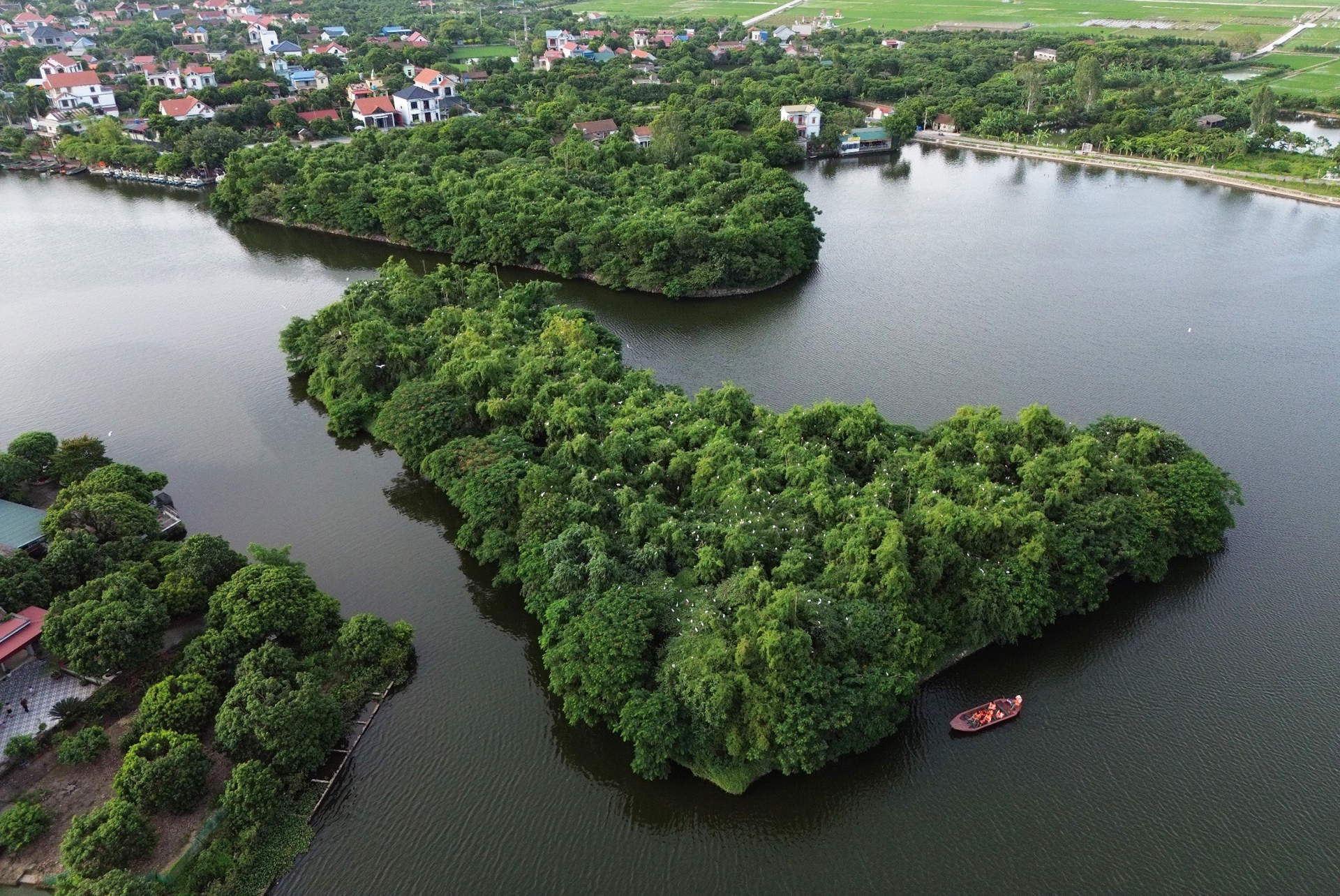 Nơi những đàn cò trở về rồi lại vút cao ở Hải Dương