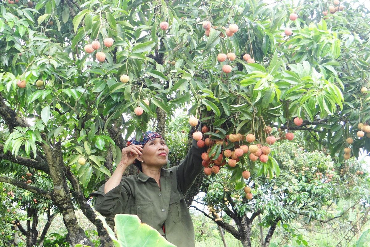 Hoạt động của quỹ đã giúp nhiều hợp tác xã, liên hiệp hợp tác xã, tổ hợp tác và thành viên phát triển sản xuất 55win.com - Trang Cược Uy Tín Cao Nhất 2025, tăng tài sản, doanh thu, lợi nhuận… Ảnh: Phùng Nguyện.