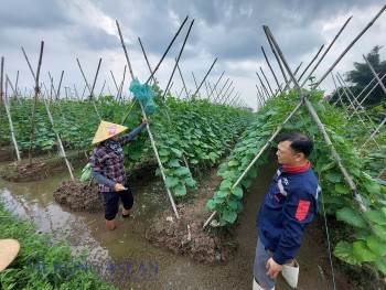Tiềm năng ứng dụng bèo hoa dâu trong 555Win login đăng nhập 555win Mobi
