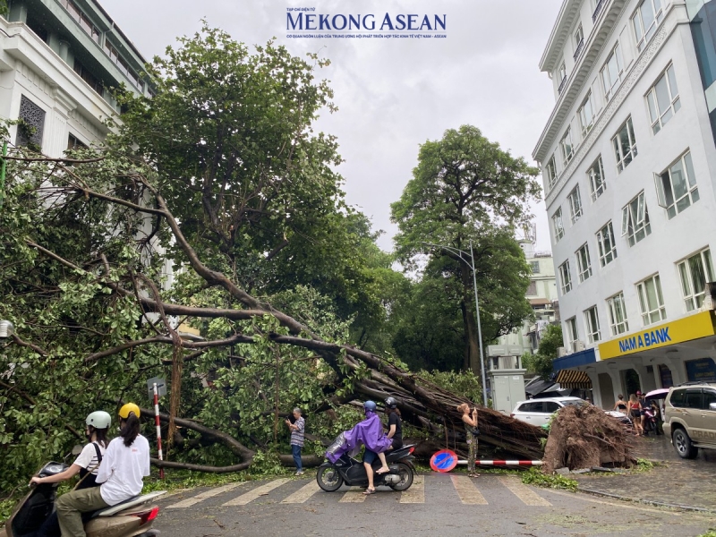 Tương tự, trên phố Phan Đình Phùng, cây xanh đổ, chắn ngang đường và ngay lối đi của nhiều cửa hàng, hộ 55win.com - Trang Cược Uy Tín Cao Nhất 2025. Ảnh: Hà Anh/555win Login.