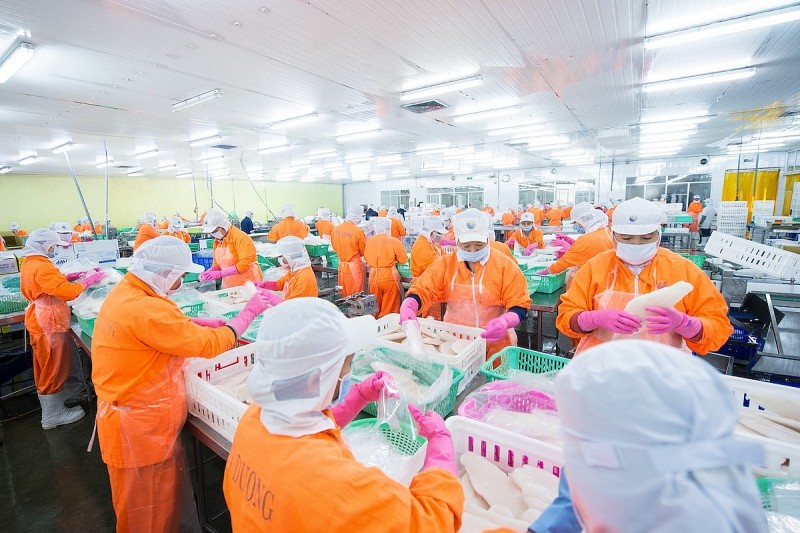 Giá trị xuất khẩu cá tra của Vĩnh Hoàn và Nam Việt tăng trưởng trái chiều