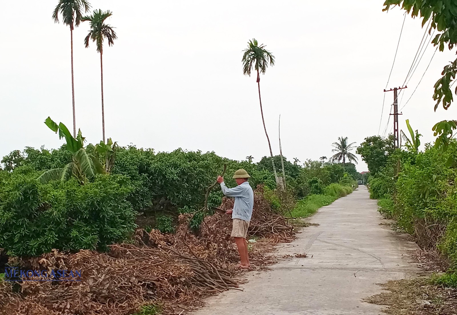 Ông Đào Văn Ất (70 tuổi), nông dân thôn Xuân Áng (xã Thanh Xuân, huyện Thanh Hà) chặt những cành cây ăn quả bị chết sau bão lũ. Ảnh chụp chiều 25/9.