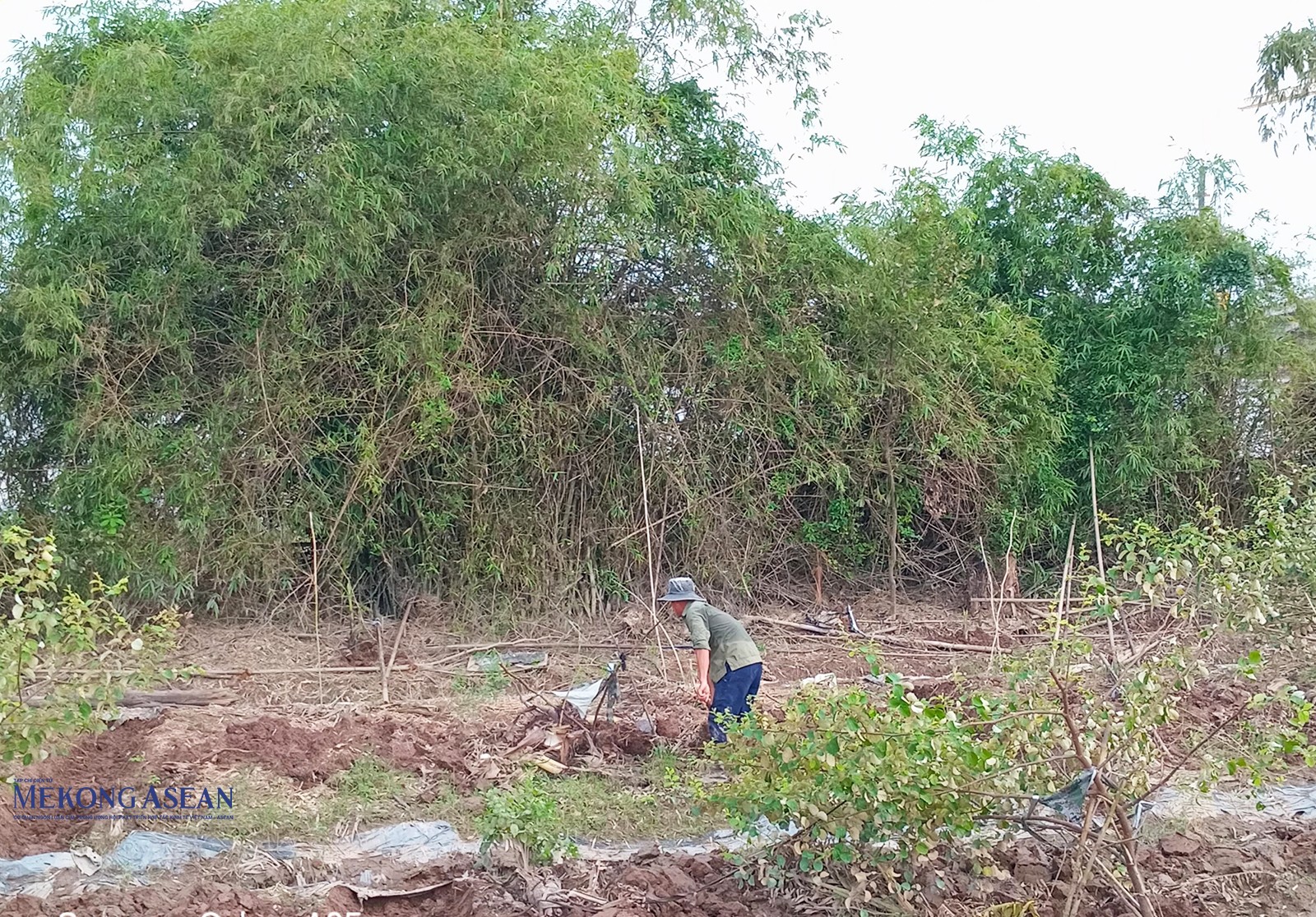 Nông dân huyện Thanh Hà trồng, dựng lại cây ăn quả bị đổ sau bão lũ. Ảnh chụp chiều 25/9.