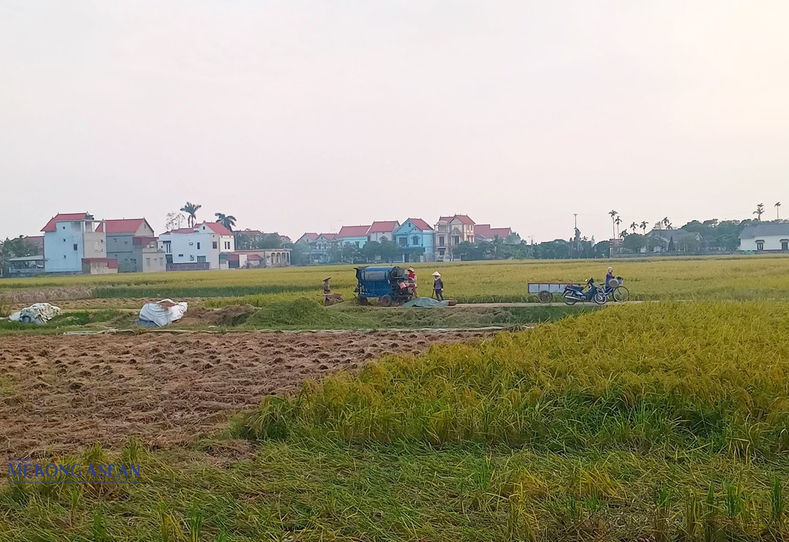 Nông dân huyện Thanh Hà thu hoạch lúa, chuẩn bị ruộng đồng cho cây rau màu vụ Đông. Ảnh chụp chiều 25/9.