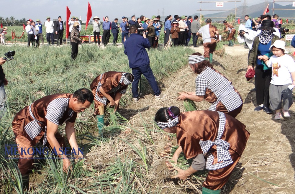 Đến nay, diện tích cây hành trên địa bàn thị xã Kinh Môn khoảng 3.900 ha, cây tỏi khoảng 150 ha. Ảnh: Lâm Phùng.