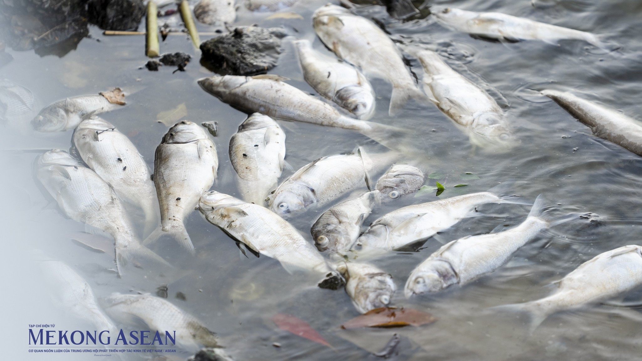 Những ngày qua, cá chết nổi trắng nhiều khu vực mặt hồ Tây (quận Tây Hồ, Hà Nội) gây ô nhiễm môi trường, ảnh hưởng đến sức khỏe người dân.  Cá chết tập trung ở một số khu vực như đường Thanh Niên, Nguyễn Đình Thi, Trích Sài.