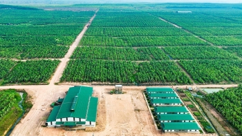 HAGL Agrico lỗ thêm 61 tỷ đồng sau kiểm toán