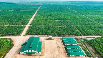 HAGL Agrico lỗ thêm 61 tỷ đồng sau kiểm toán
