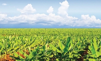 THACO Agri cần tuyển 30.000 nhân sự làm việc tại Việt Nam, Lào, Campuchia