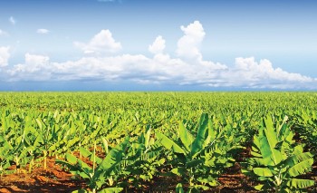 THACO Agri cần tuyển 30.000 nhân sự làm việc tại Việt Nam, Lào, Campuchia