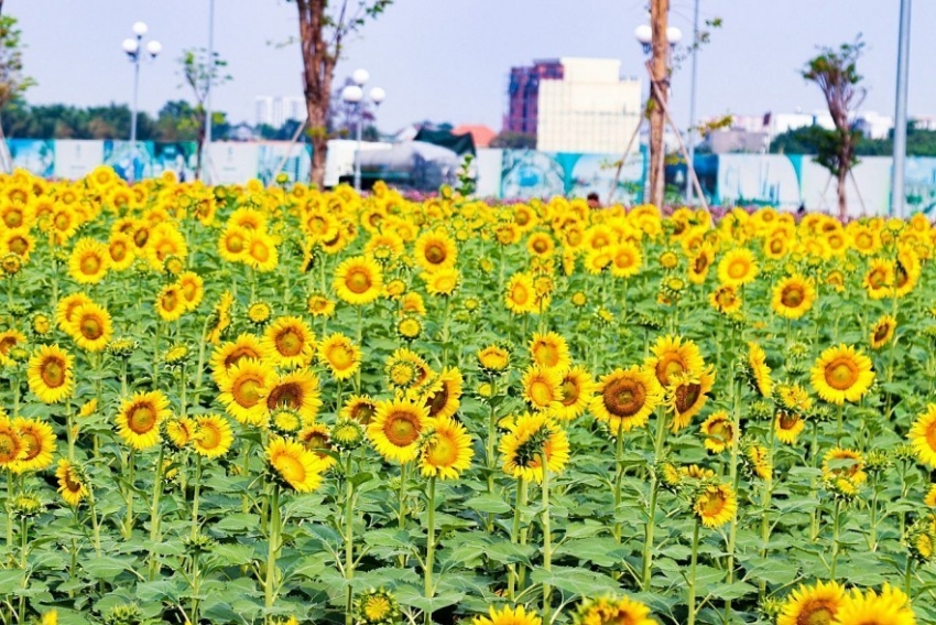 le hoi hoa huong duong 2024 vu dieu sac mau va am nhac chao nam moi