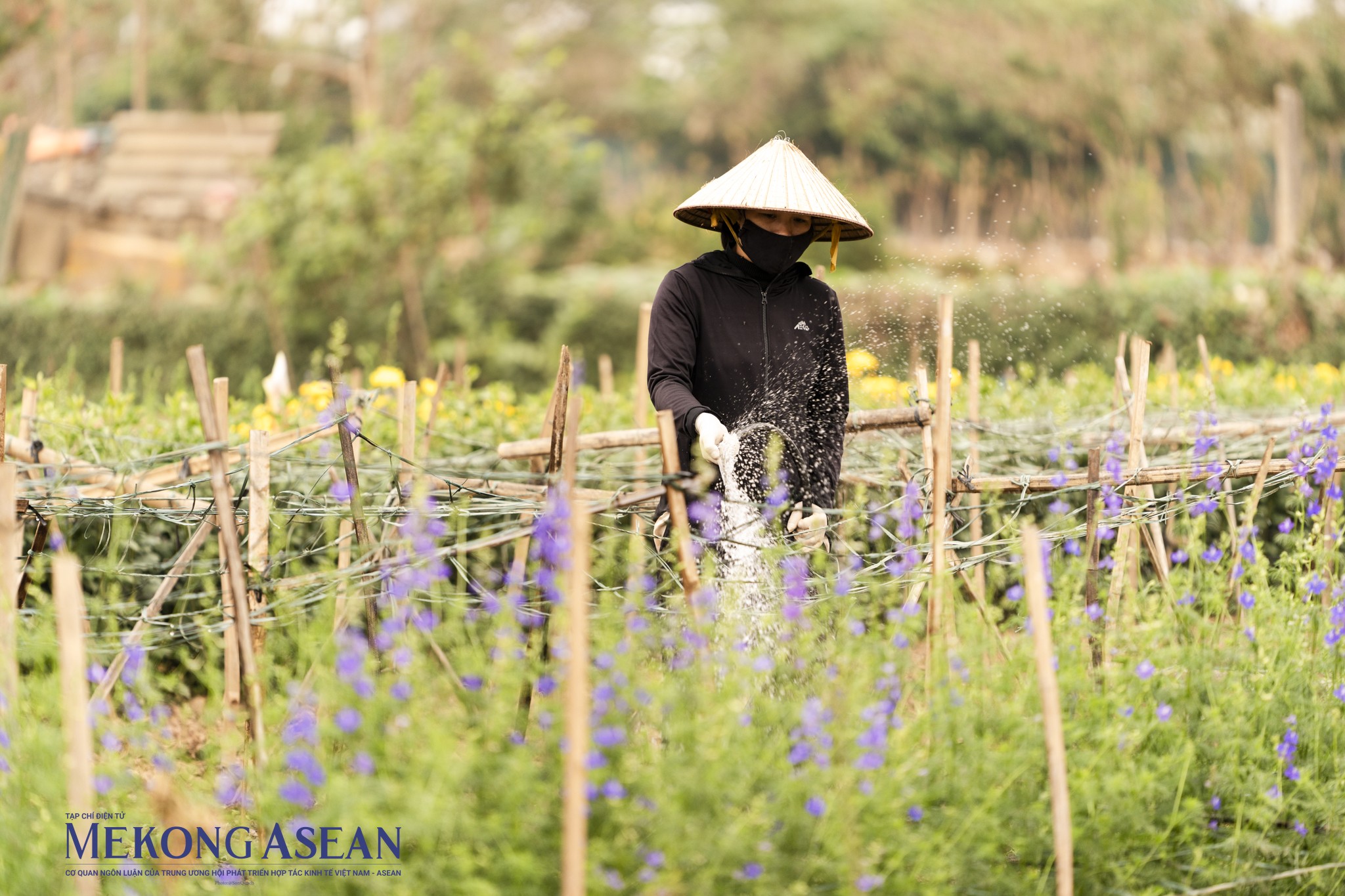 Hình ảnh 'khác lạ' ở làng đào Nhật Tân những ngày cuối năm Hình ảnh 'khác lạ' ở làng đào Nhật Tân những ngày cuối năm