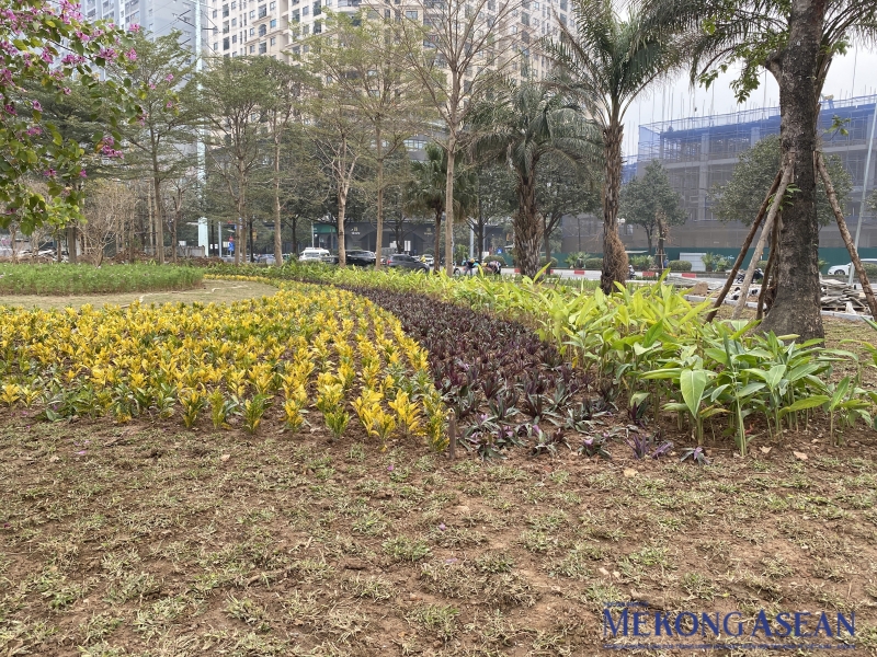 Thảm cỏ, cây xanh được trồng mới bằng những loại cây có hoa đẹp, phù hợp với khí hậu Hà Nội như cây vàng anh, ngọc trai, rong giềng…. Ảnh: Hà Anh/555win Login.