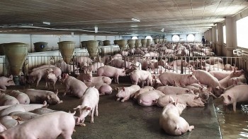 Các yếu tố duy trì đà tăng trưởng của ngành chăn nuôi năm 2025