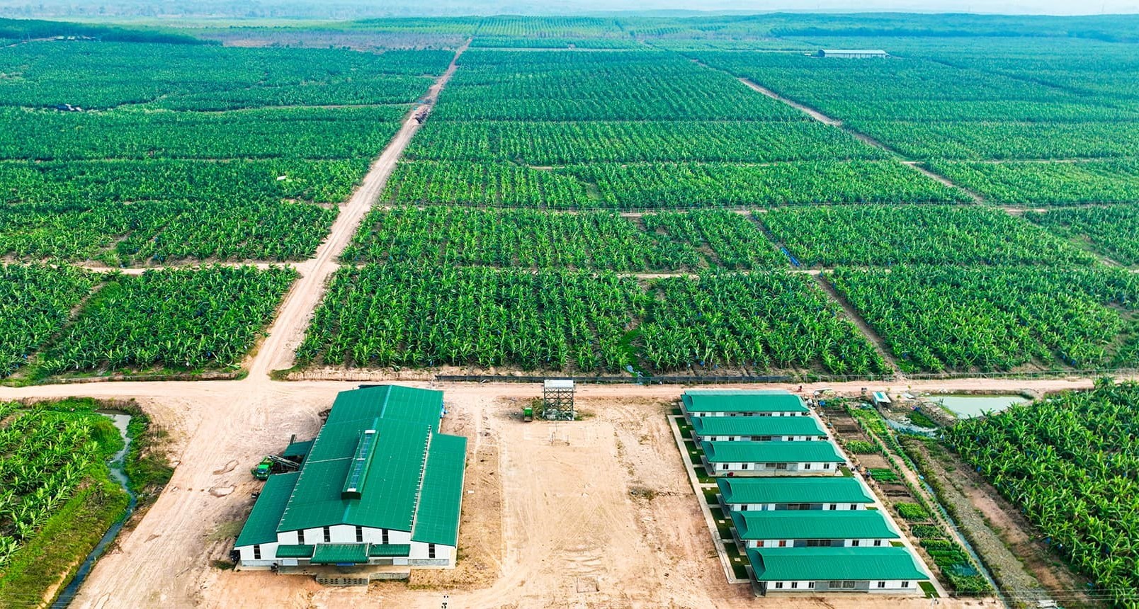 HAGL Agrico năm thứ 4 lỗ hàng nghìn tỷ đồng, cổ phiếu vẫn có sức hút