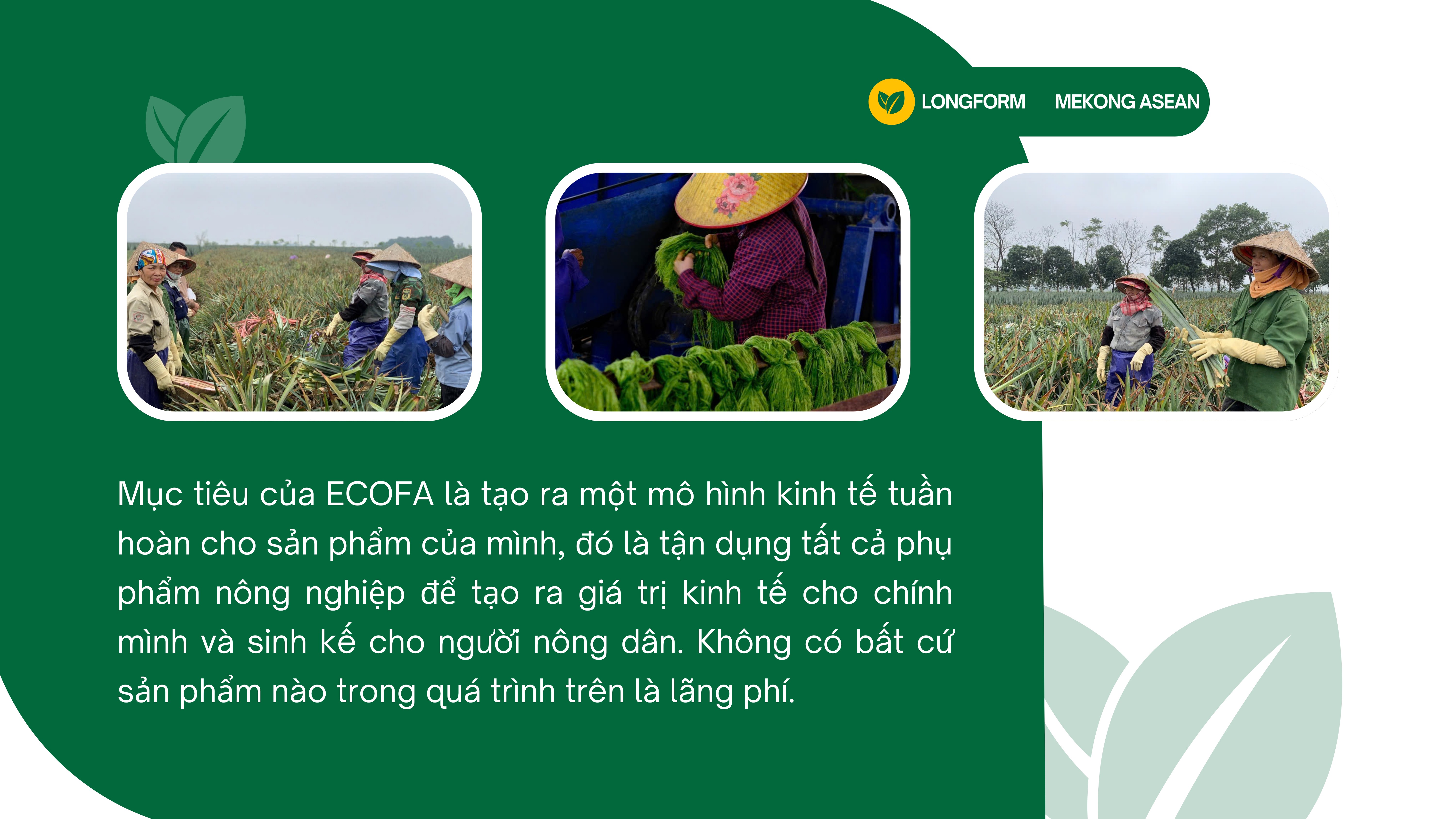 Hành trình ‘hái ra tiền’ từ phế phẩm lá dứa