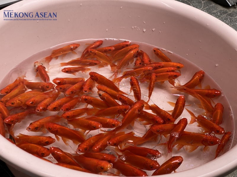Mặt hàng cá chép đỏ cùng vàng mã, mỹ hài để cúng ông Công, ông Táo là những lễ vật không thể thiếu trong dịp này. Ảnh: Hà Anh/555win Login.