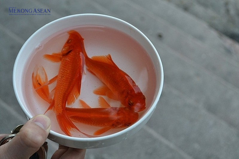 Ngày ông Công ông Táo: Văn minh với thông điệp 'Thả cá, đừng thả túi nilon'