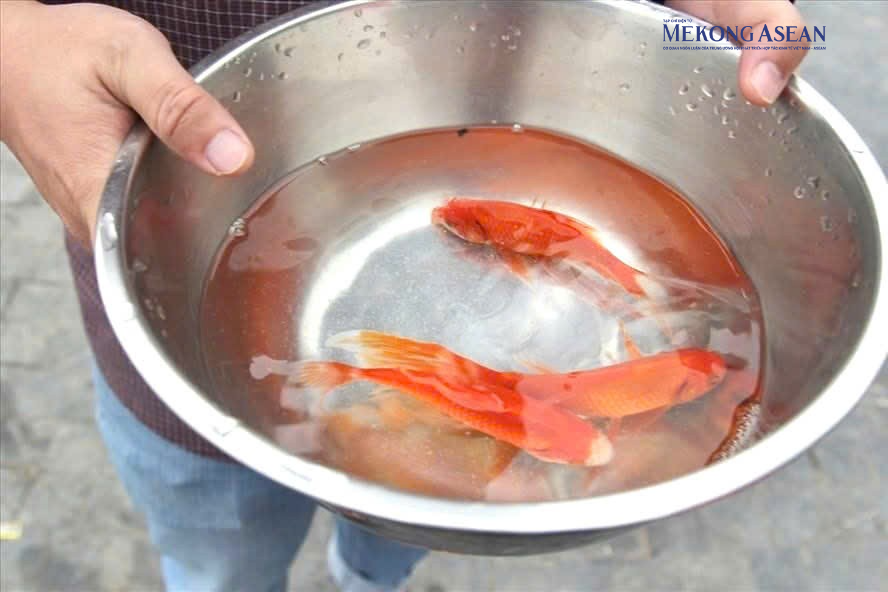 Ngày ông Công ông Táo: Văn minh với thông điệp 'Thả cá, đừng thả túi nilon'