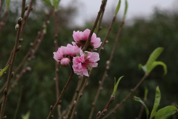 Sắc xuân hồi sinh tại làng đào Nhật Tân