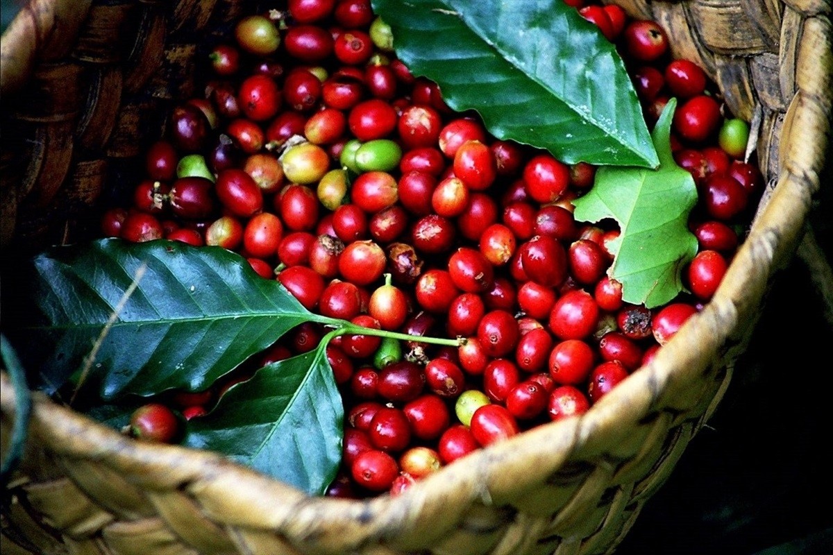 Giá cà phê thế giới 'xô đổ' mọi kỷ lục