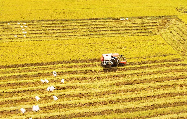 Ảnh minh họa: Hiệp hội lương thực Việt Nam.
