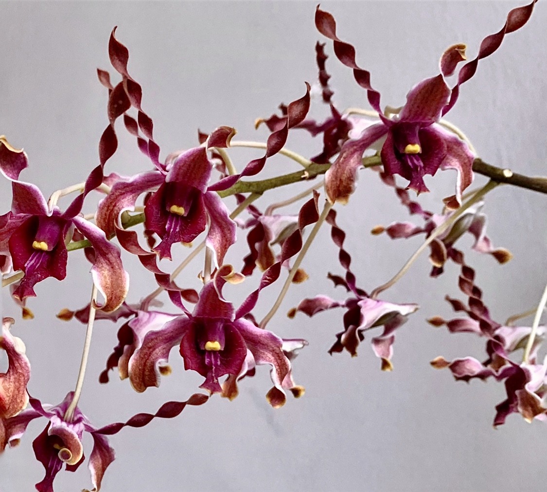 Hoa Dendrobium Margaret Thatcher. Ảnh: Orchid Roots