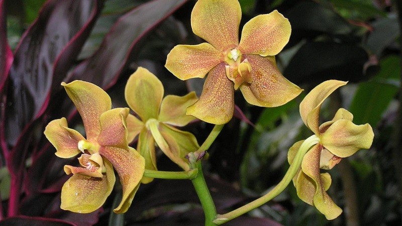 Hoa Paravanda Nelson Mandela. Ảnh: Orchid Roots