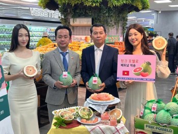 Trái bưởi Việt Nam chính thức lên kệ Lotte Mart Hàn Quốc