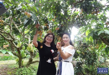 Hải Dương chuẩn bị các điều kiện tốt nhất để xuất khẩu vải thiều năm 2025