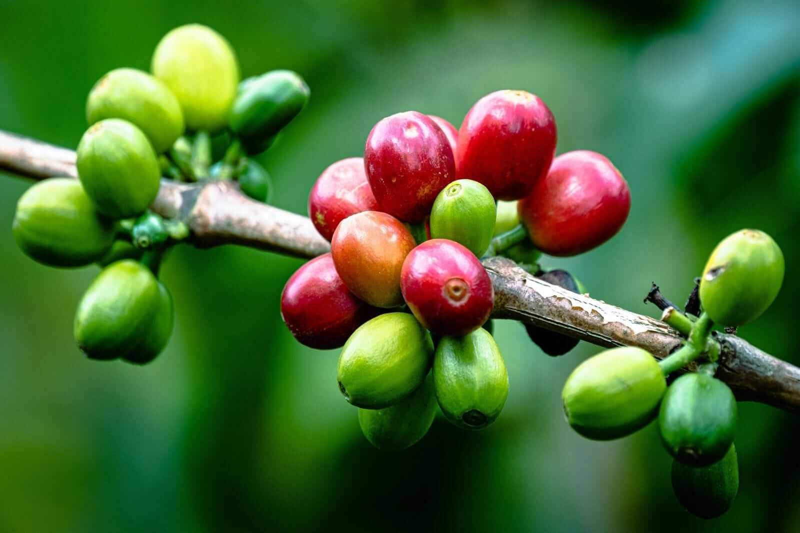 Giá cà phê lên mức cao nhất 4 tuần khi đồng USD suy yếu