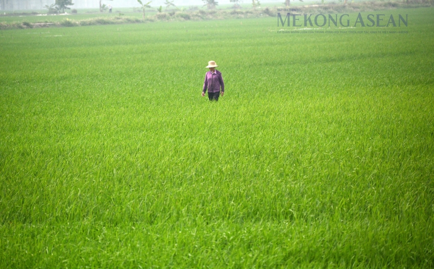 NHNN nâng quy mô gói tín dụng nông, lâm, thuỷ sản lên 185.000 tỷ đồng