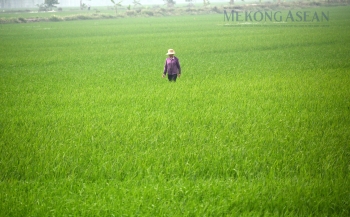 NHNN nâng quy mô gói tín dụng nông, lâm, thuỷ sản lên 185.000 tỷ đồng