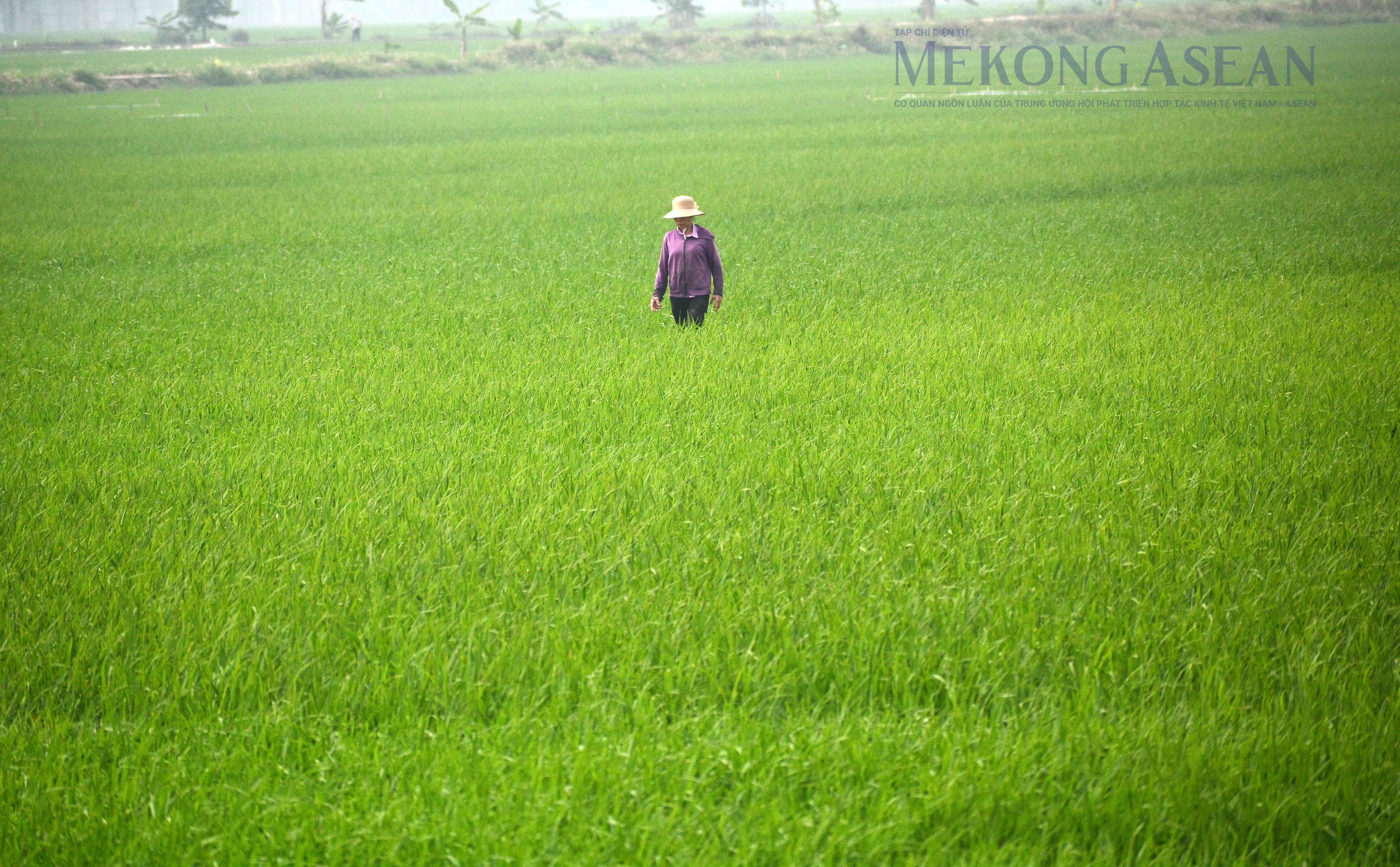 NHNN nâng quy mô gói tín dụng nông, lâm, thuỷ sản lên 185.000 tỷ đồng NHNN nâng quy mô gói tín dụng nông, lâm, thuỷ sản lên 185.000 tỷ đồng