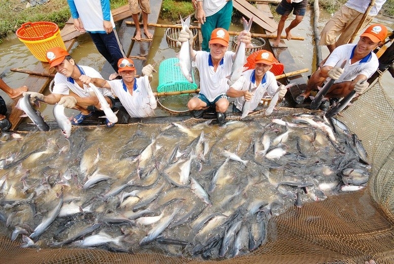Tính từ đầu năm, xuất khẩu cá tra sang Brazil đã mang về 55 triệu USD