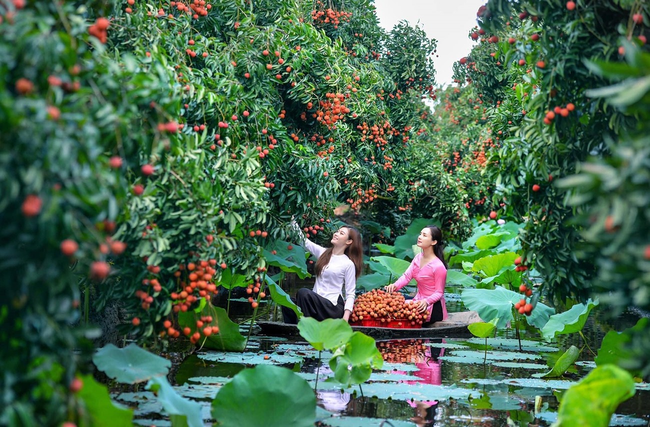 Du khách đến trải nghiệm mùa vải chín ở huyện Thanh Hà, tỉnh Hải Dương. Ảnh tư liệu.