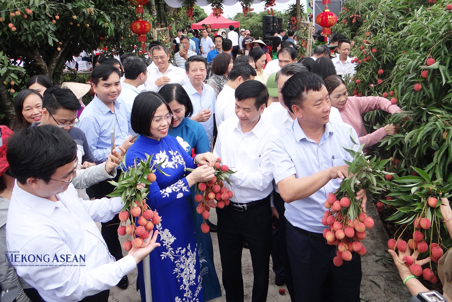 Các đại biểu cùng nông dân thu hoạch vải tại vườn.