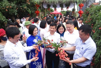 Hải Dương mở vườn vải thiều Thanh Hà, bước vào mùa xuất khẩu năm 2025