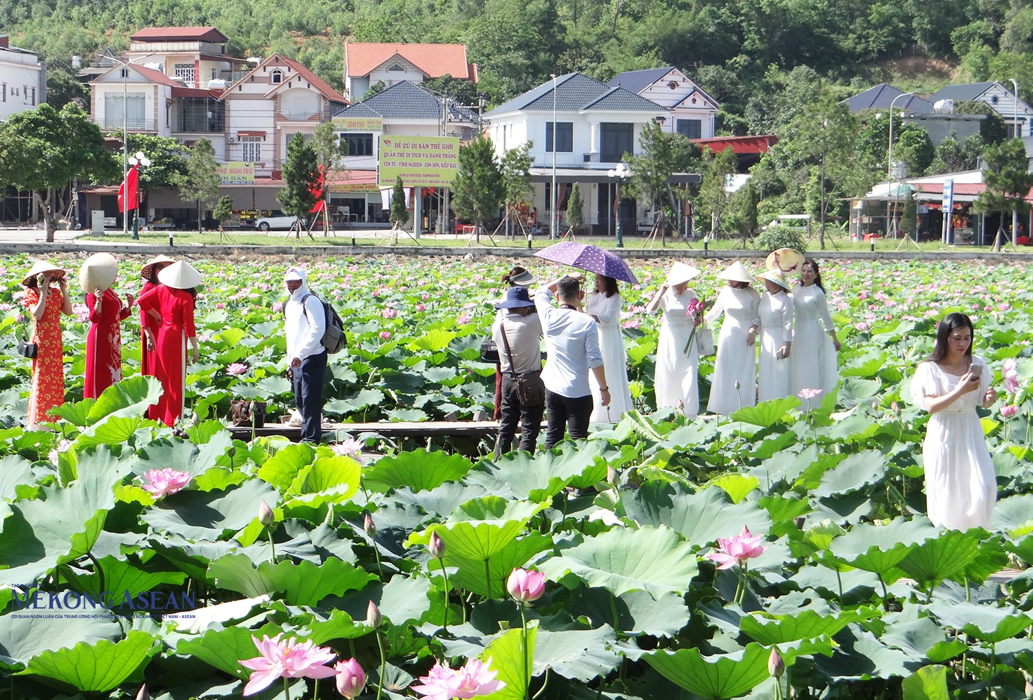 Nhân dịp này, Ban tổ chức đồng thời công bố tour trải nghiệm sen Kiếp Bạc. Trong ảnh: Du khách chụp ảnh check-in tại hồ sen.