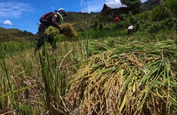 Indonesia: Dự trữ gạo đạt 4 triệu tấn, sẵn sàng xuất khẩu gạo