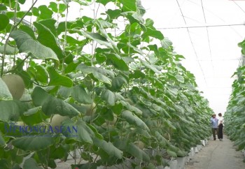 Hải Dương hỗ trợ nông dân hơn 24 tỷ đồng xây dựng nhà màng
