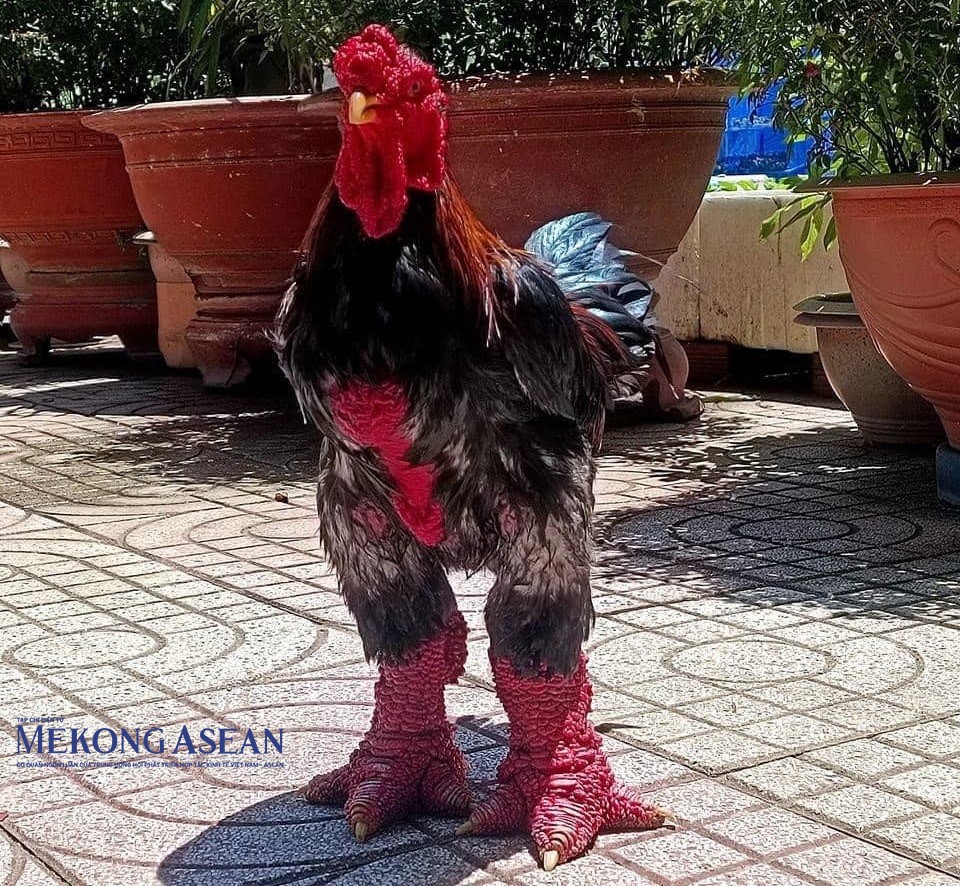 Gà Đông Tảo thuộc giống có thân hình to, bệ vệ, da màu đỏ. Gà Đông Tảo thuộc giống có thân hình to, bệ vệ, da màu đỏ.