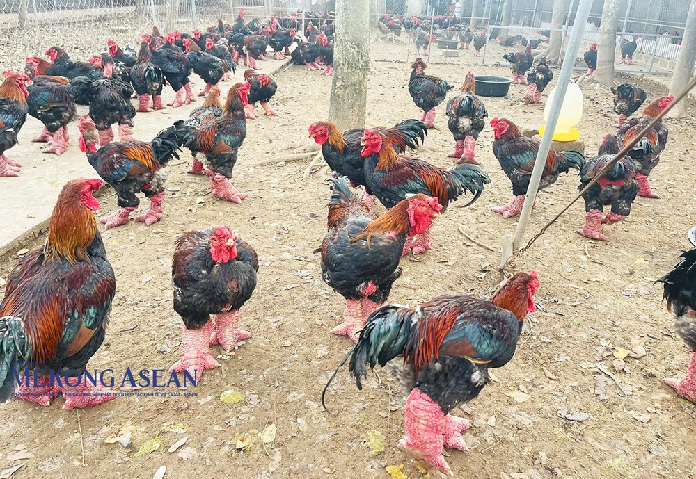 Gà Đông Tảo có đôi chân to, xù xì rất vững chãi. Gà Đông Tảo có đôi chân to, xù xì rất vững chãi.