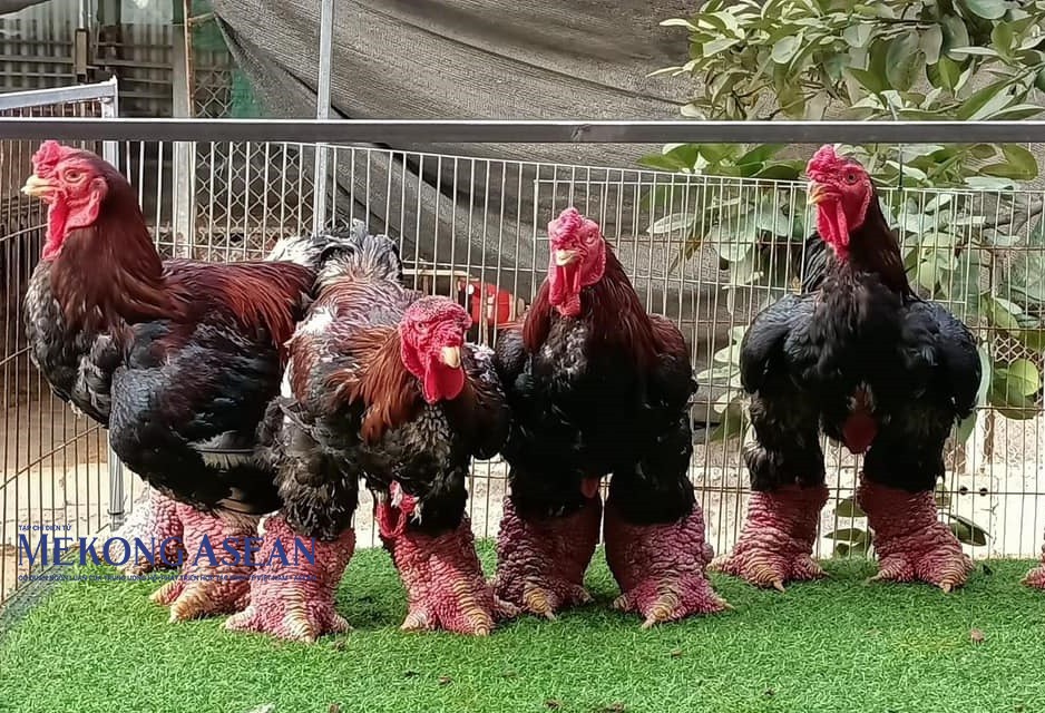 Khi trưởng thành, gà trống Đông Tảo có thể nặng tới 6 - 7kg/con. Khi trưởng thành, gà trống Đông Tảo có thể nặng tới 6 - 7kg/con.
