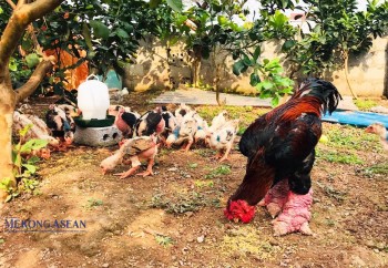 Tri thức nuôi gà Đông Tảo ở Hưng Yên là di sản văn hóa phi vật thể quốc gia