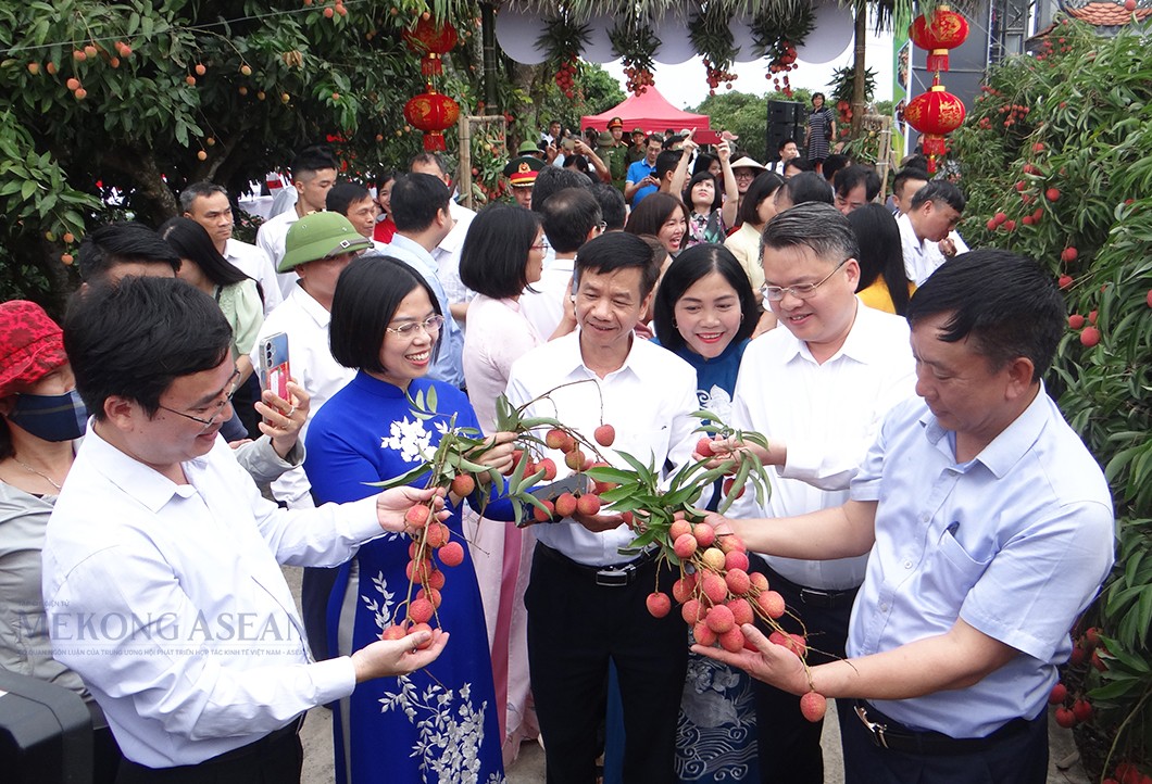 Huyện Thanh Hà hiện có hơn 3.280 ha vải thiều.