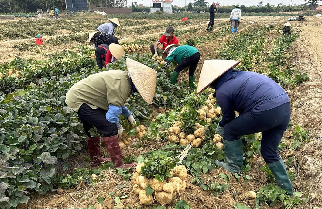 Mỗi năm, huyện Kim Thành trồng khoảng 380 ha củ đậu.