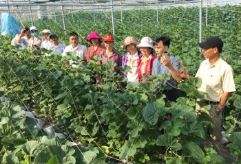 Hải Dương hướng đến sản xuất nông nghiệp an toàn, đa giá trị