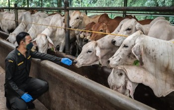 Indonesia dỡ bỏ hạn chế nhập khẩu gia súc để tăng nguồn cung thịt, sữa